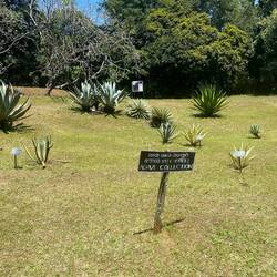 Botanischer Garten Kandy
