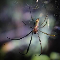 Golden Spider
