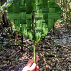 DIY Fächer, jungle style