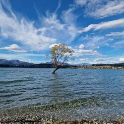 The Wanaka Tree