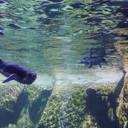 Und da gab es wieder Pinguine 😍