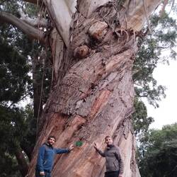 Und beeindruckende Bäume im botanischen Garten