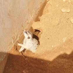 Erdmännchen