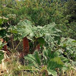 Nalca, Riesenrhabarber