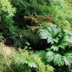 Bambus, Fuchsien, Nalca