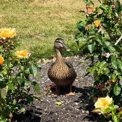🦆Botanischer Garten