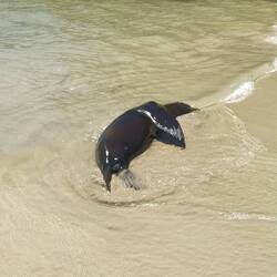 Der Seelöwe hat auch Sonntag ☀️