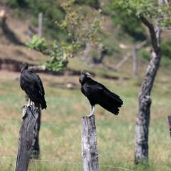Wurden beobachtet, habe frech zurück beobachtet