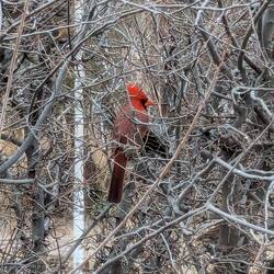 This cardinal was in a tree as we arrived.