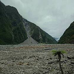 Kontrast - Baumfarn im Vordergrund, Fox Gletscher im Hintergrund