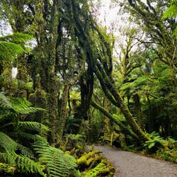 Spaziergang durch den gemässigten Regenwald