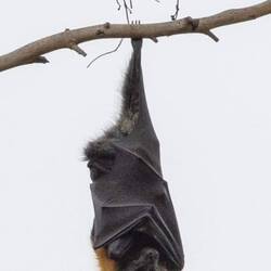 Grey-headed Flying Fox Bat