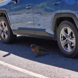 Hüpfender Kea beim Parkplatz