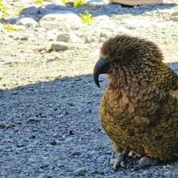 Ein neugieriger Kea ganz nah