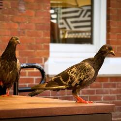 Pigeons eyeing our plates ... hoping for some crumbs — Picabar in Perth, WA.