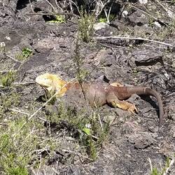 Unser erster Landleguan