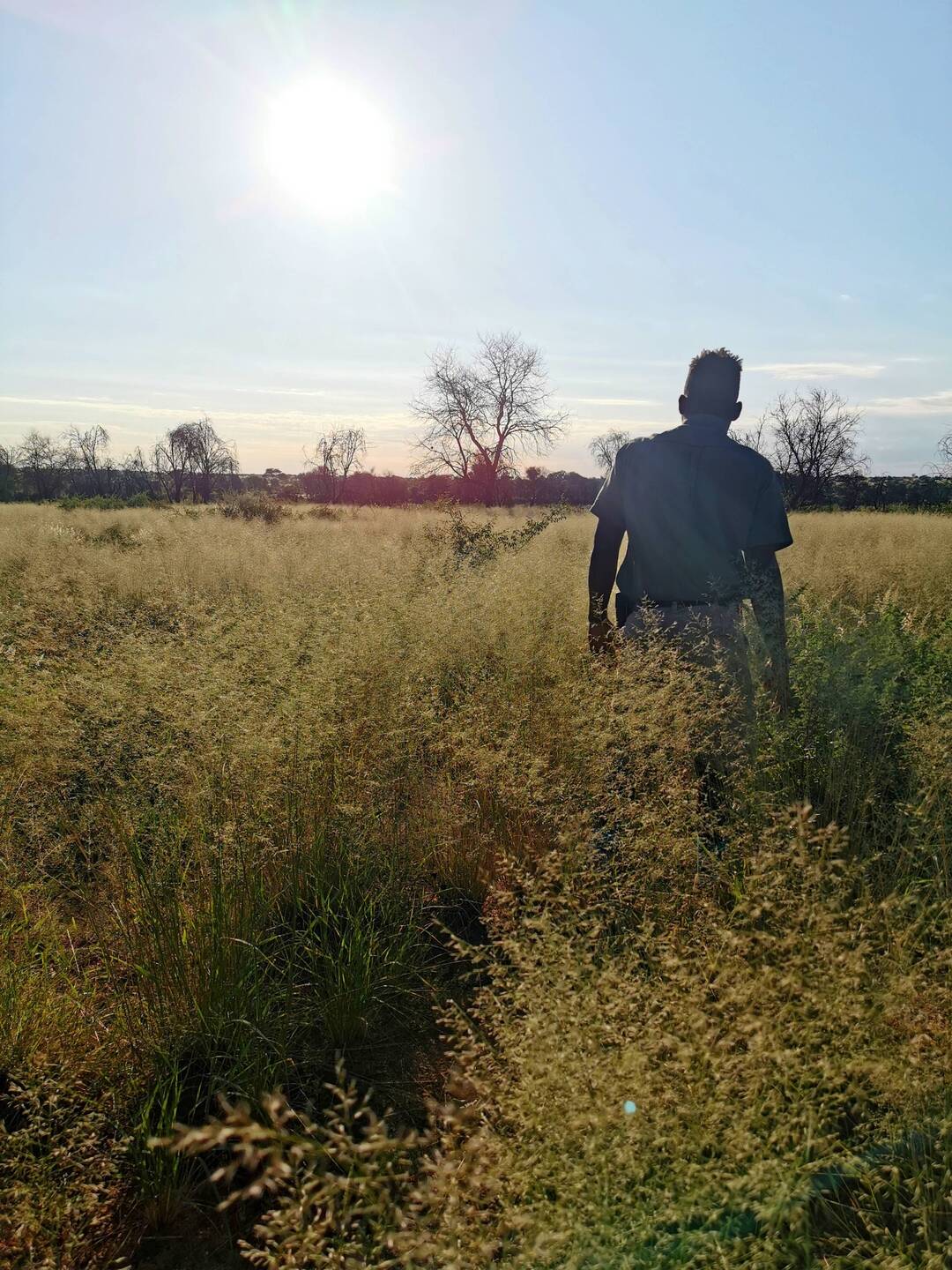 Elefantentracking durch hüfthohes Gras