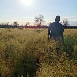 Elefantentracking durch hüfthohes Gras