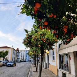 Die Apfelsinen-Allee