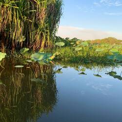 Kakadu wetlands