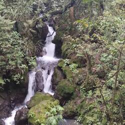 Ganz zum Ende wurde es sogar nochmal waldig.