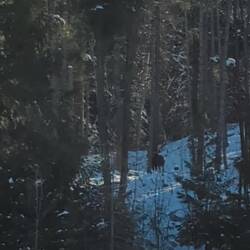 Elch Sichtung mit herausragender Kamera führung
