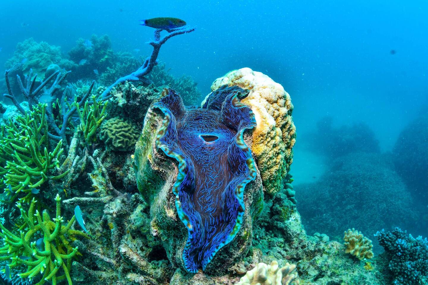 Giant Clam
