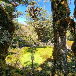 Märchenhafter Mooswald