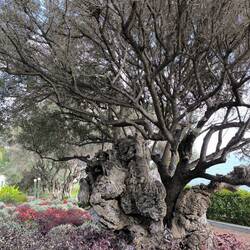 Olivenbaum, lt. Schild etwa 1.000 Jahre alt