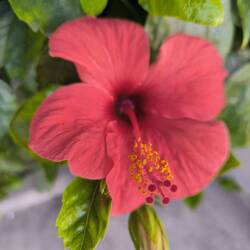 Hibiskus