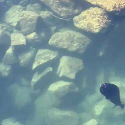 Eine süße Sichtung am Hafen von Vancouver🦭