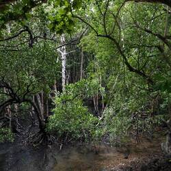Mangrove