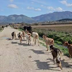 🐐🐂🐏🐄🐏🐑🐂🐐