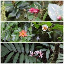 Flowers of rainforest