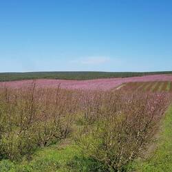 ...alles fängt an zu blühen