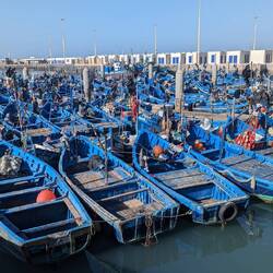 The port of Essaouira... the boasts have just come in.