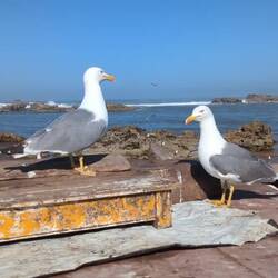 I am convinced this is husband and wife...