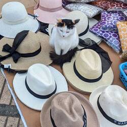 The cat in the hats
