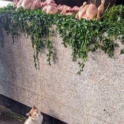 Some chook, please...