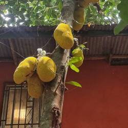 Eine Lieblingsfrucht der Affen