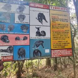 Unser Führer, er kann auch Schimpasenesisch sprechen