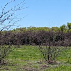 No path but very green and trees have leafed.