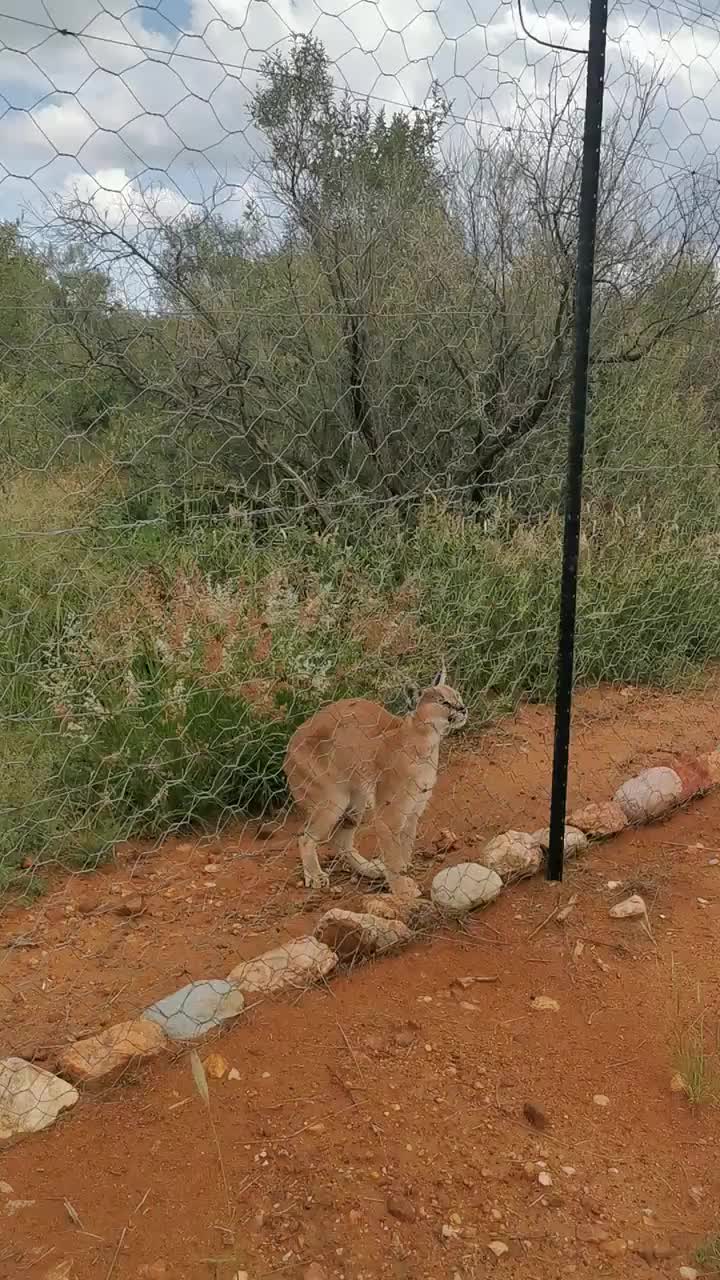 Caracal - Sprung