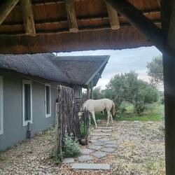 Da steht ein Pferd auf dem Flur...