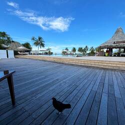 Yes, that's a chicken. We see her every morning at breakfast.
