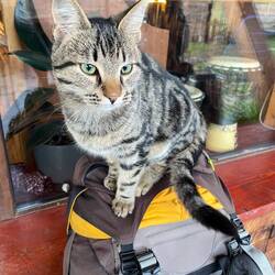 Kaddy steht über den Dingen