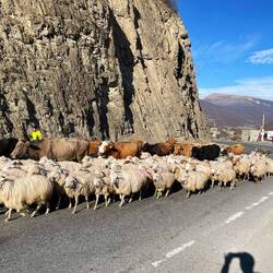 Herden haben hier Vorfahrt