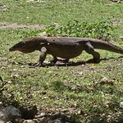 Teenager Komodo Dragon