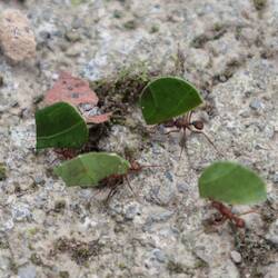 Die trailarbeiter zeigen den Weg