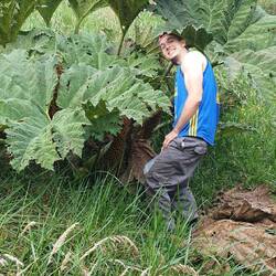 Das ist kein Rhabarber.